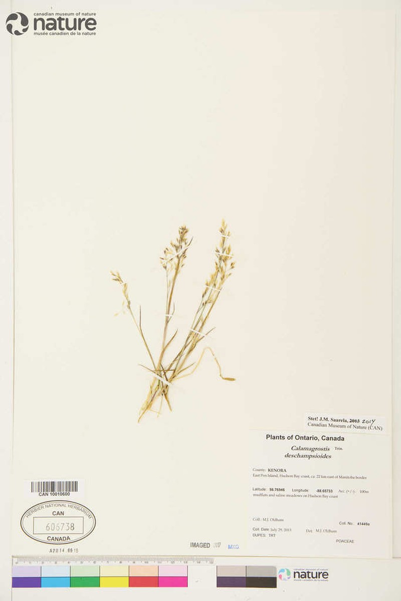 Circumpolar Reedgrass photo 5