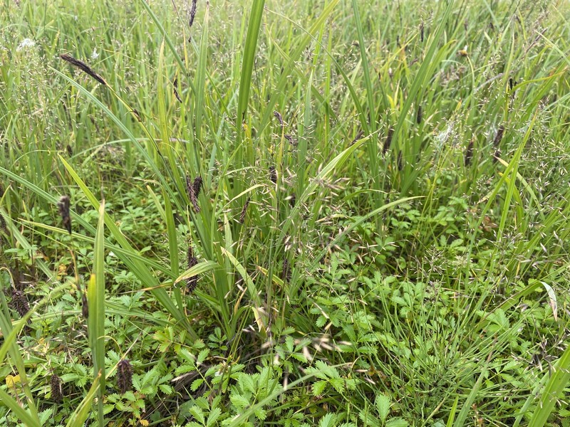 Circumpolar Reedgrass photo 6