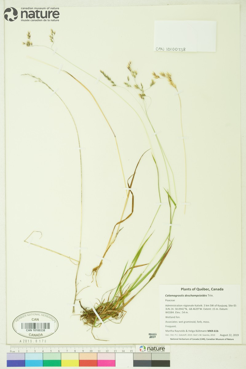 Circumpolar Reedgrass photo 7