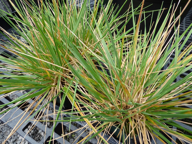 Maui Reedgrass