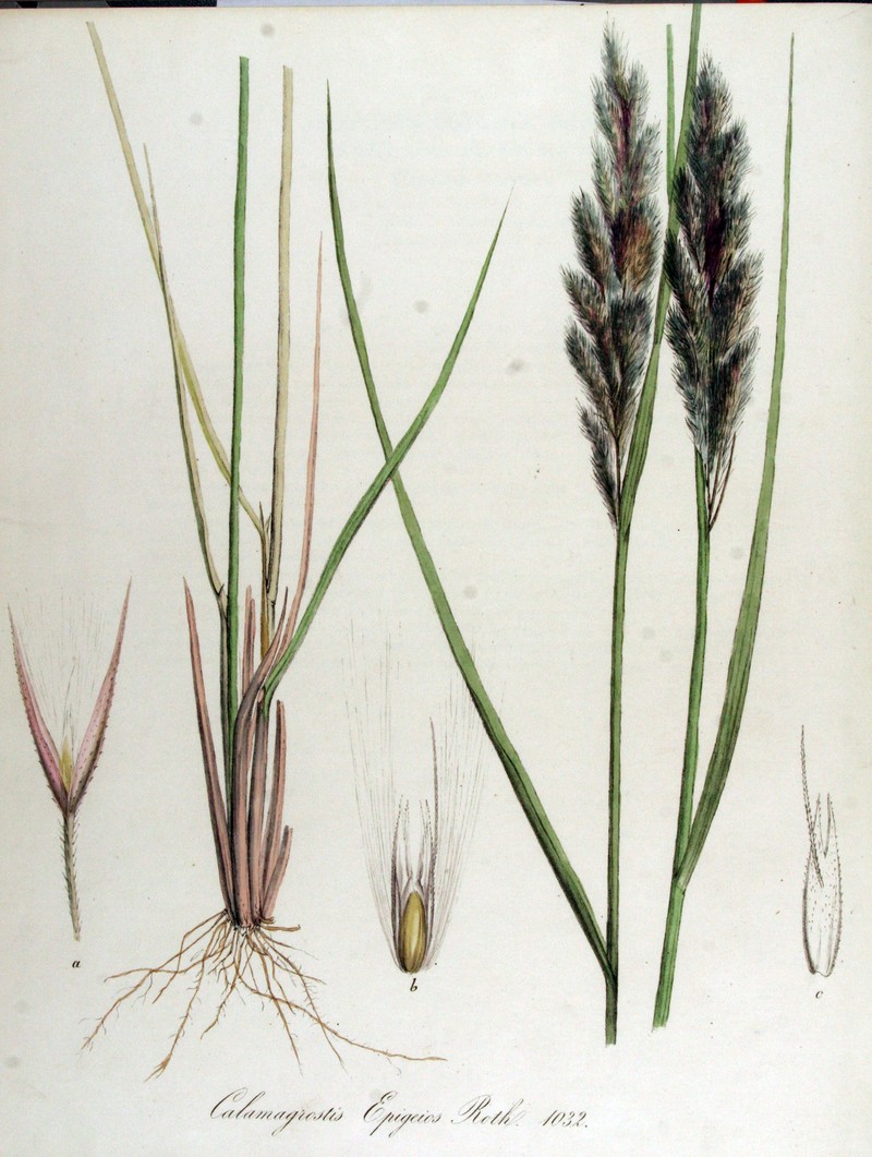 Chee Reedgrass photo 2