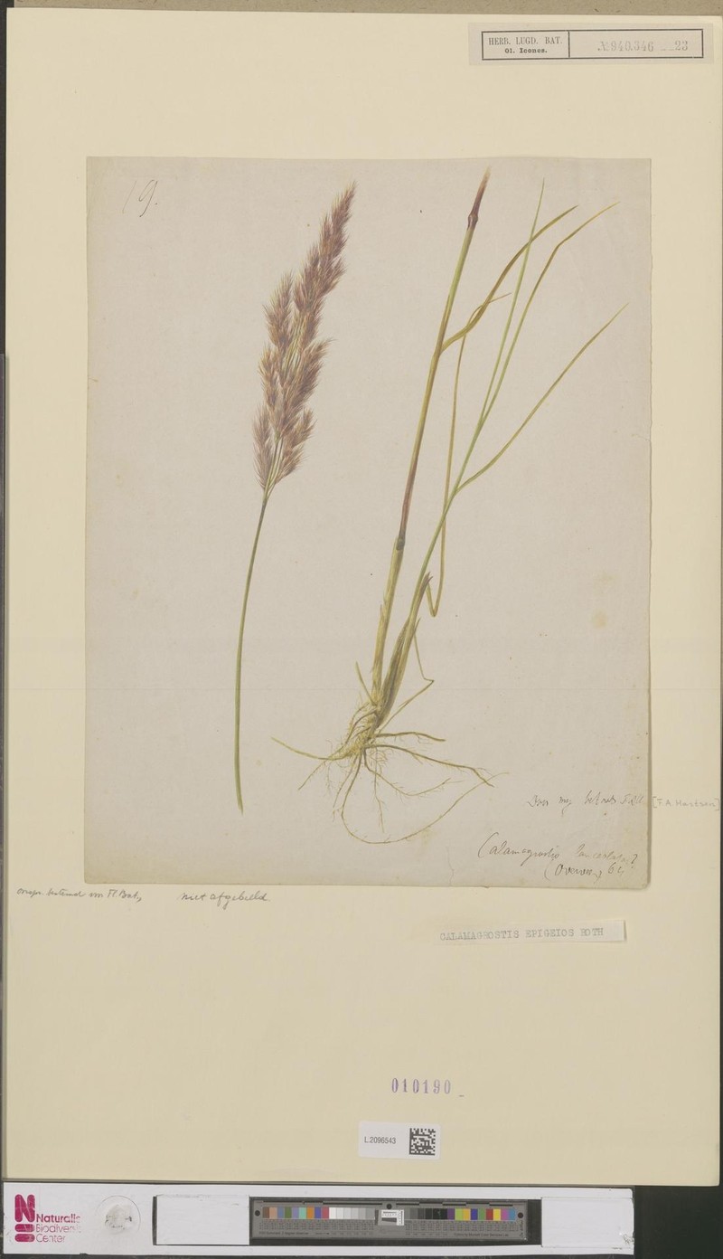Chee Reedgrass photo 3