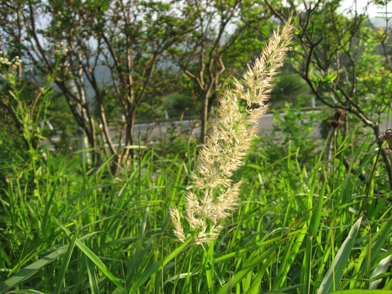 Chee Reedgrass photo 4