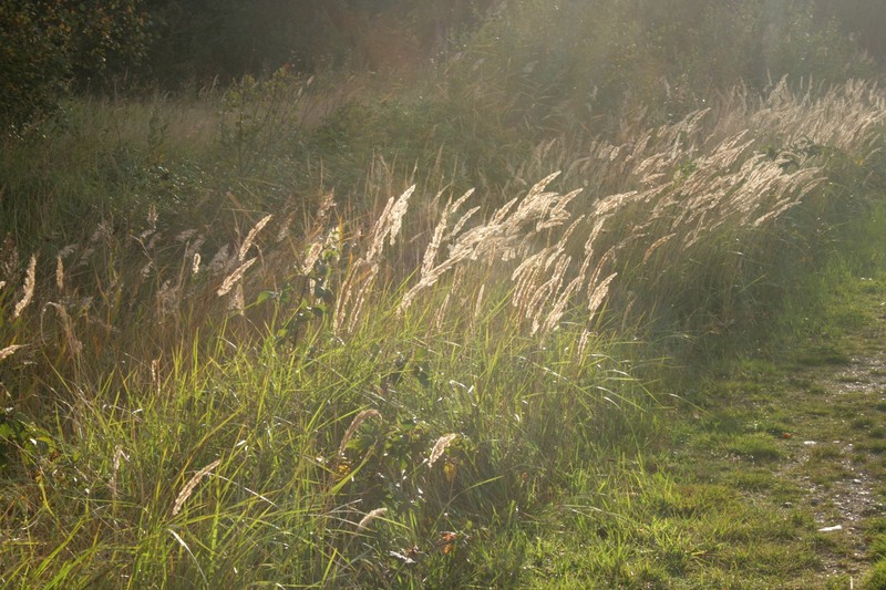 Chee Reedgrass photo 5