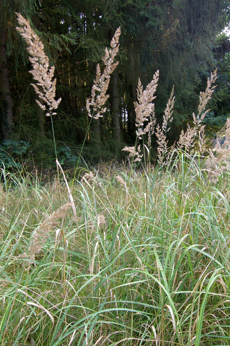 Chee Reedgrass