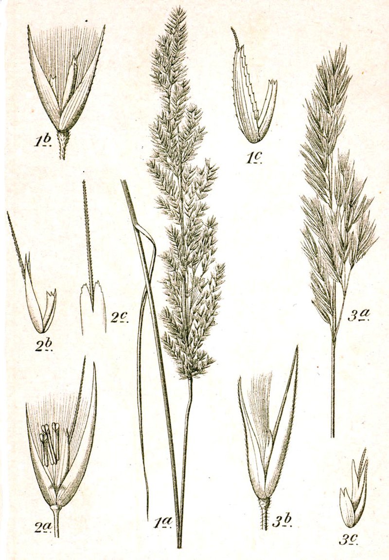 Chee Reedgrass photo 6