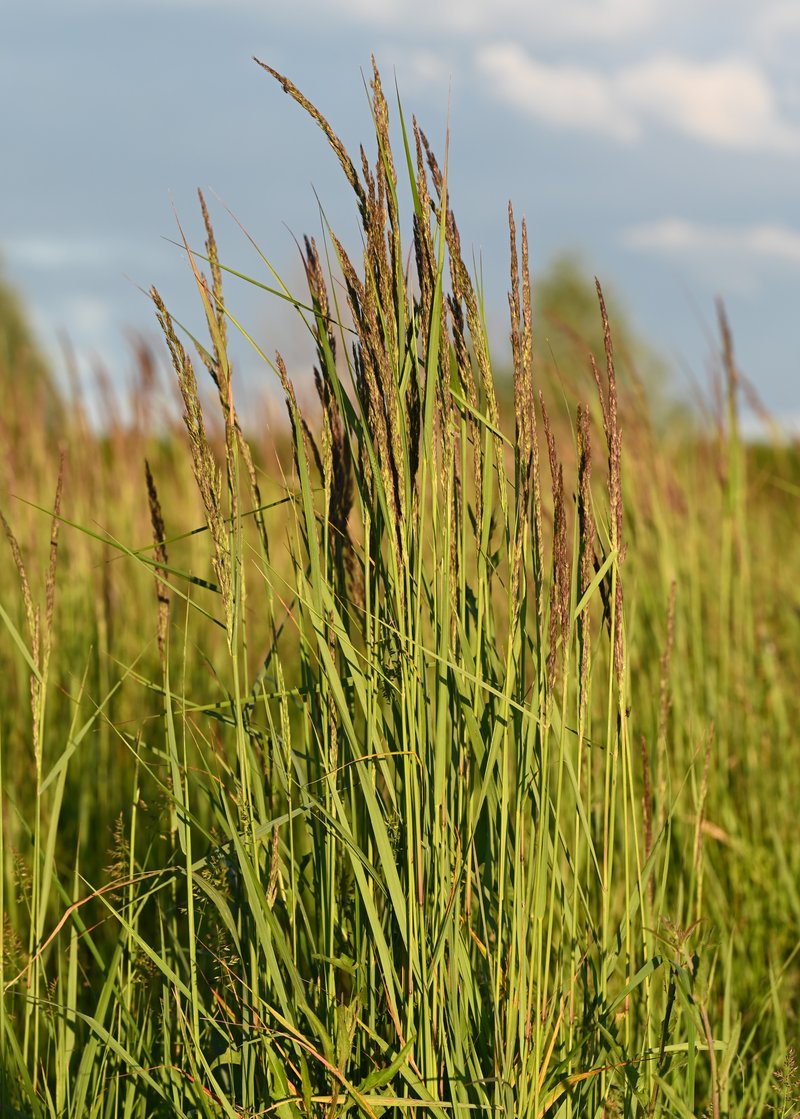 Chee Reedgrass photo 7