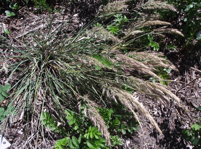 Leafy Reedgrass