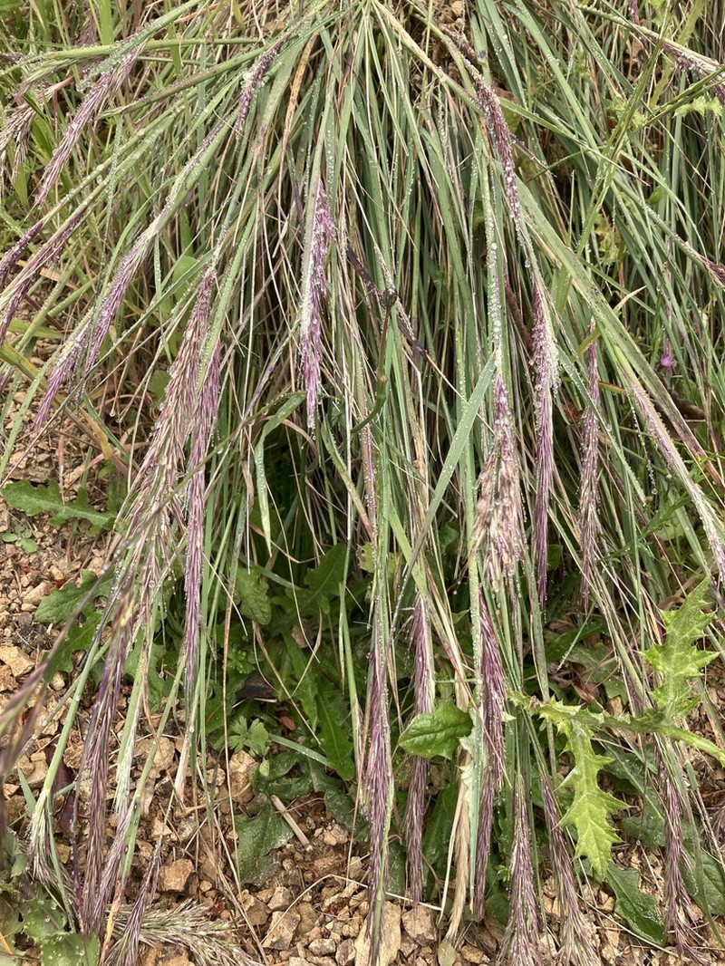 Leafy Reedgrass photo 2