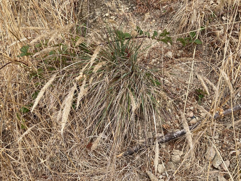 Leafy Reedgrass photo 3