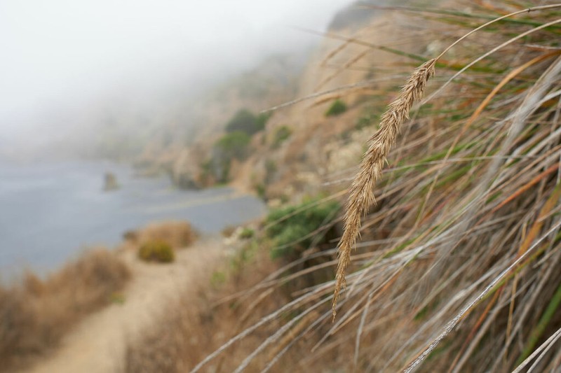 Leafy Reedgrass photo 5