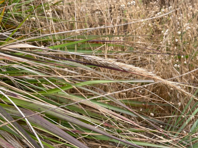 Leafy Reedgrass photo 6