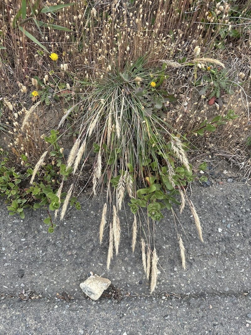 Leafy Reedgrass photo 7