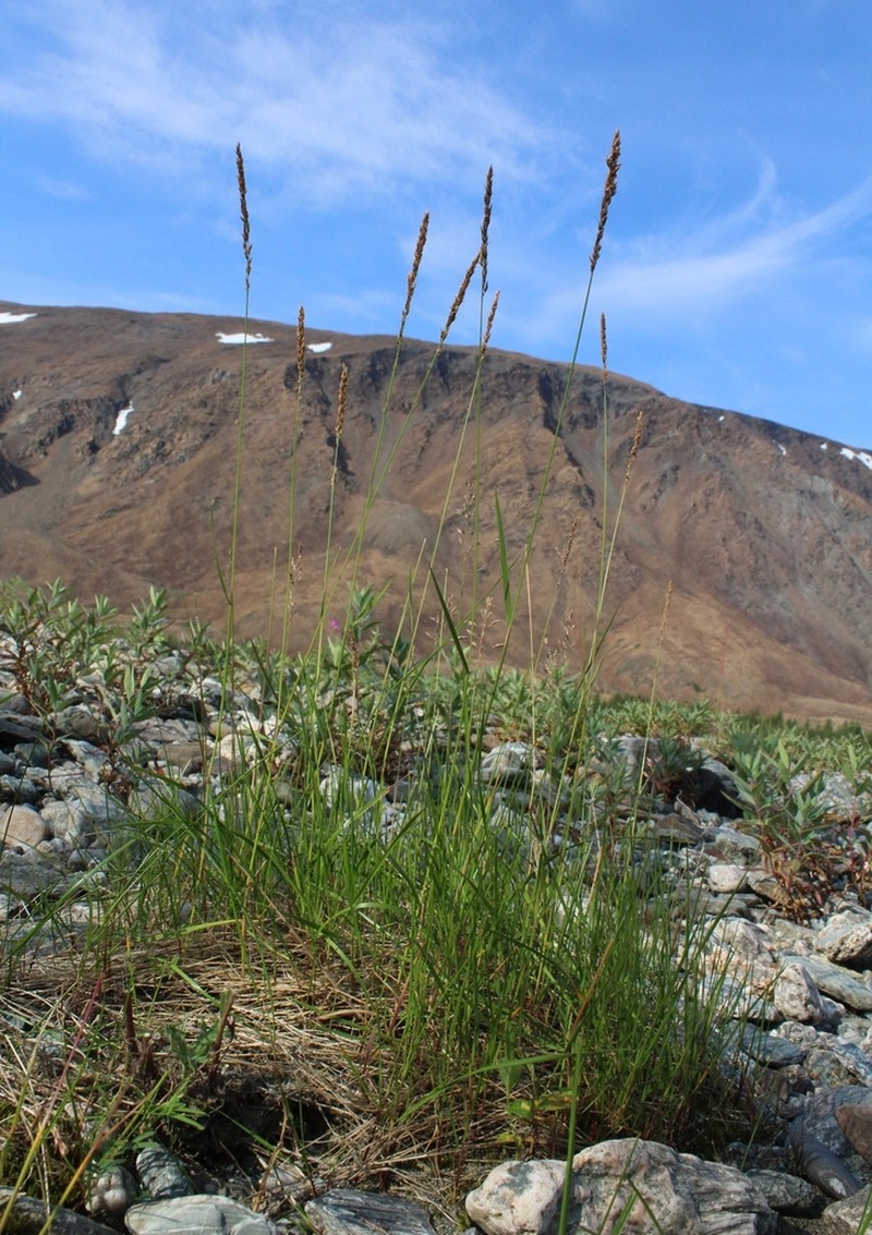 Holm's Reedgrass