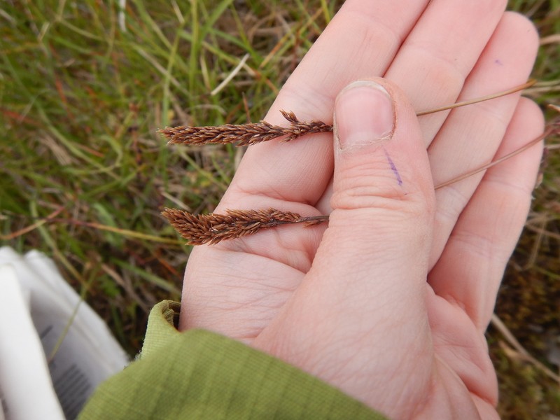 Holm's Reedgrass photo 2