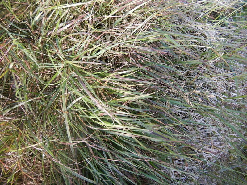 Holm's Reedgrass photo 3