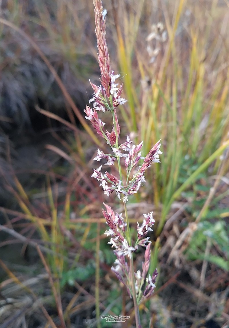 Holm's Reedgrass photo 4