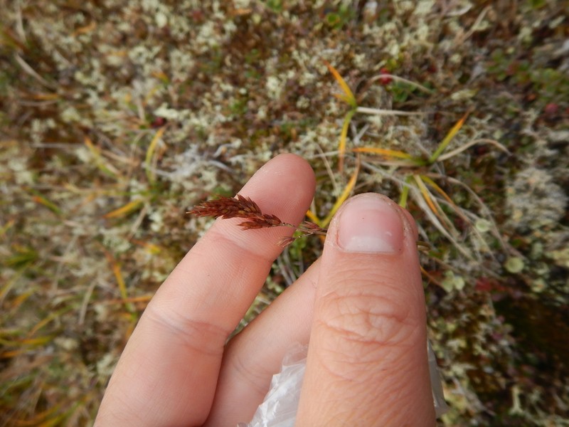 Holm's Reedgrass photo 5