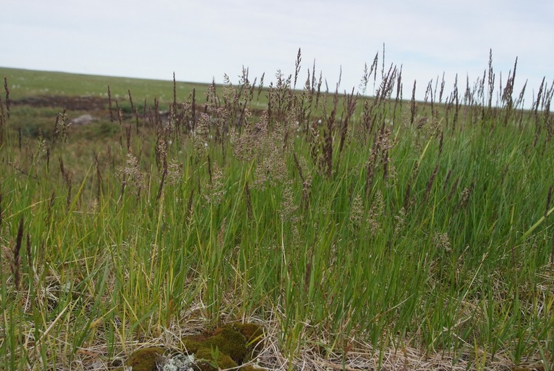 Holm's Reedgrass photo 6