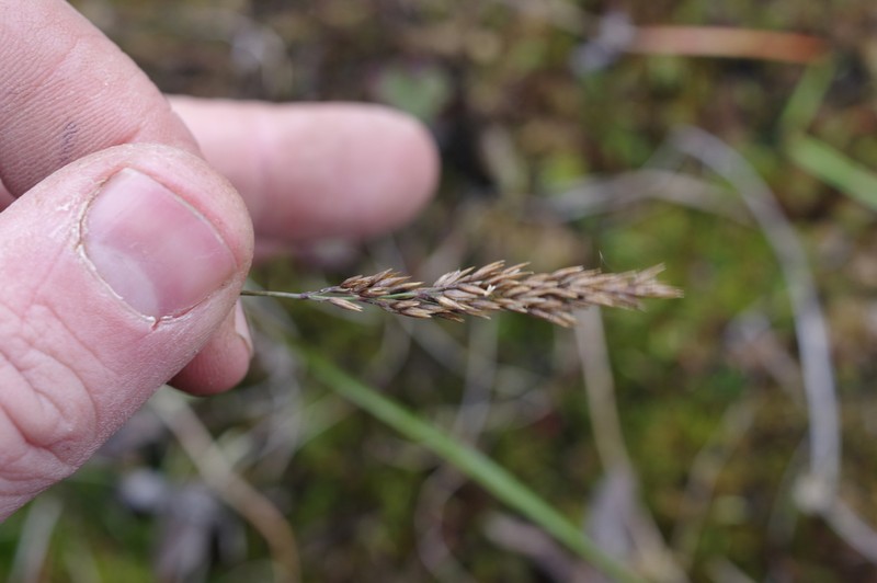 Holm's Reedgrass photo 7