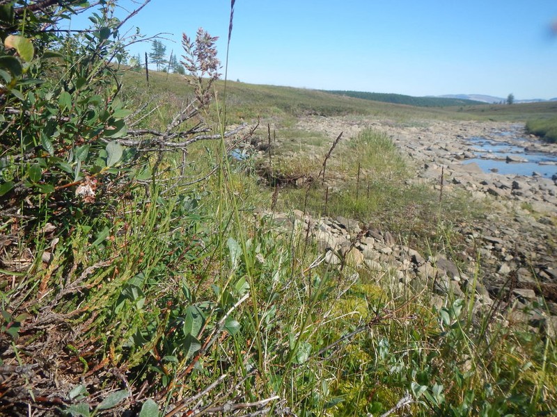 Holm's Reedgrass photo 8