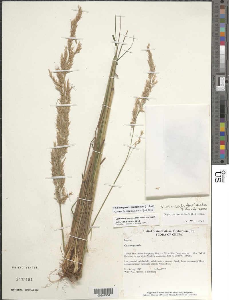 Calamagrostis hongii