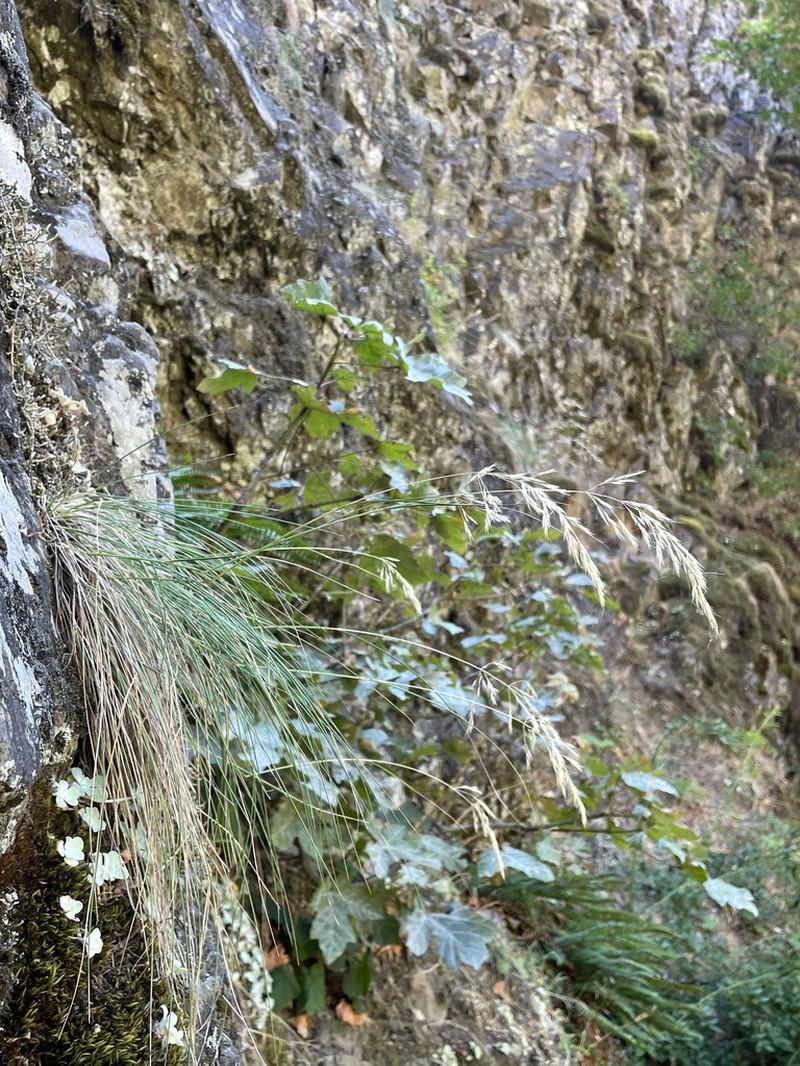 Howell's Reedgrass