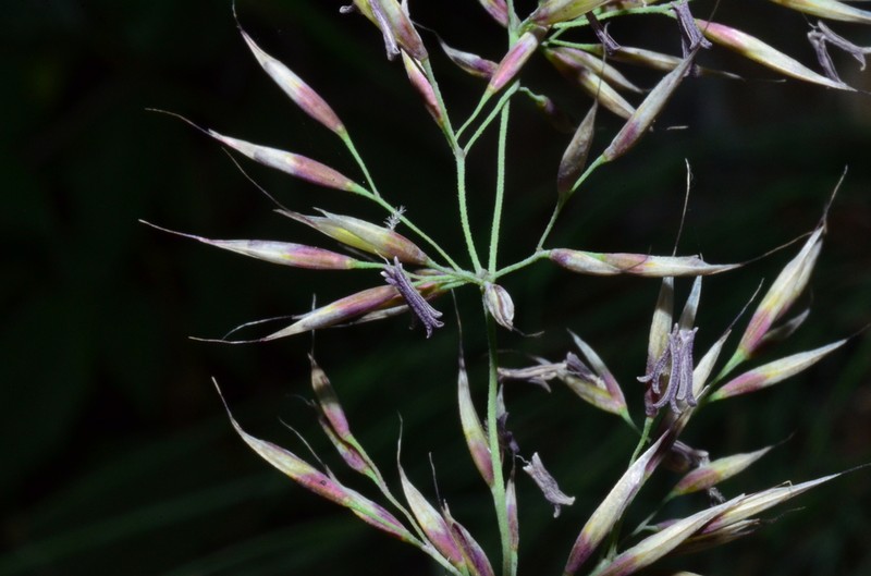 Howell's Reedgrass photo 2