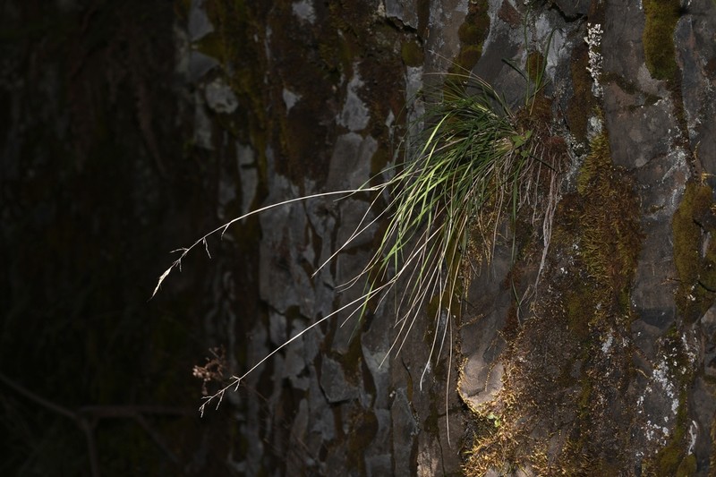 Howell's Reedgrass photo 3