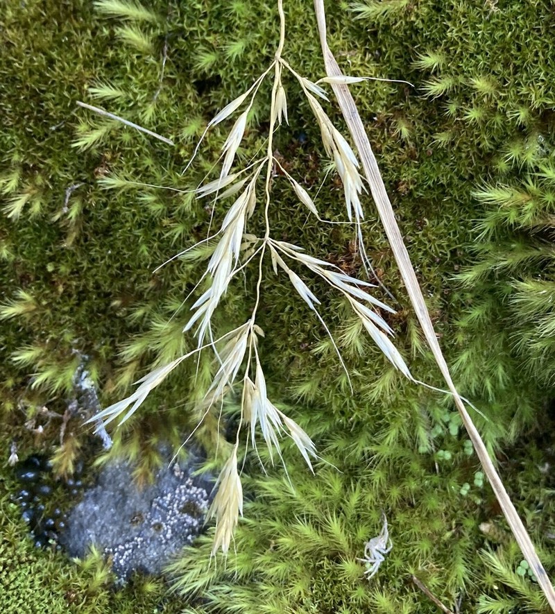 Howell's Reedgrass photo 4