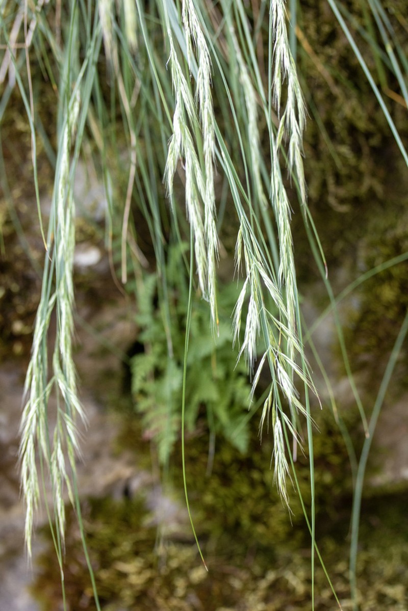 Howell's Reedgrass photo 5