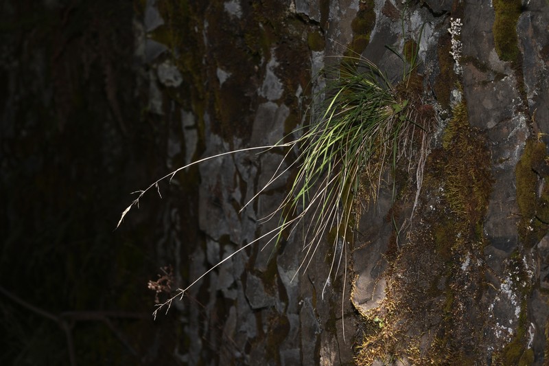 Howell's Reedgrass photo 6