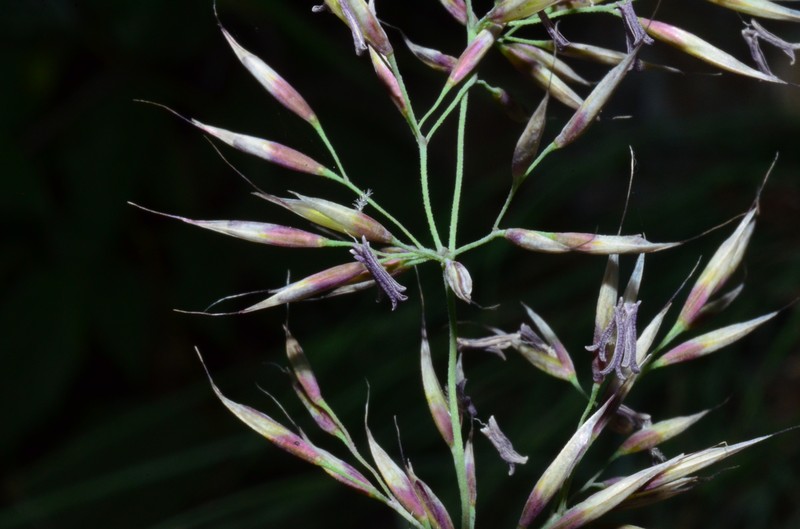 Howell's Reedgrass photo 7