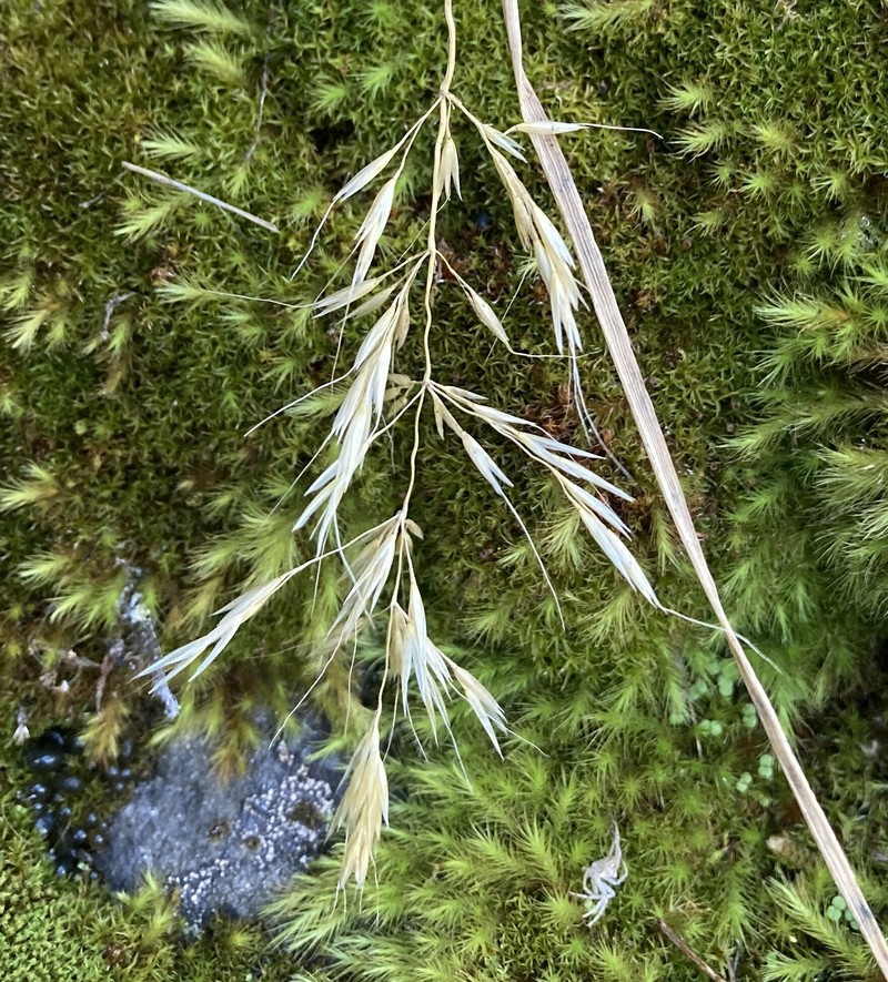Howell's Reedgrass photo 8