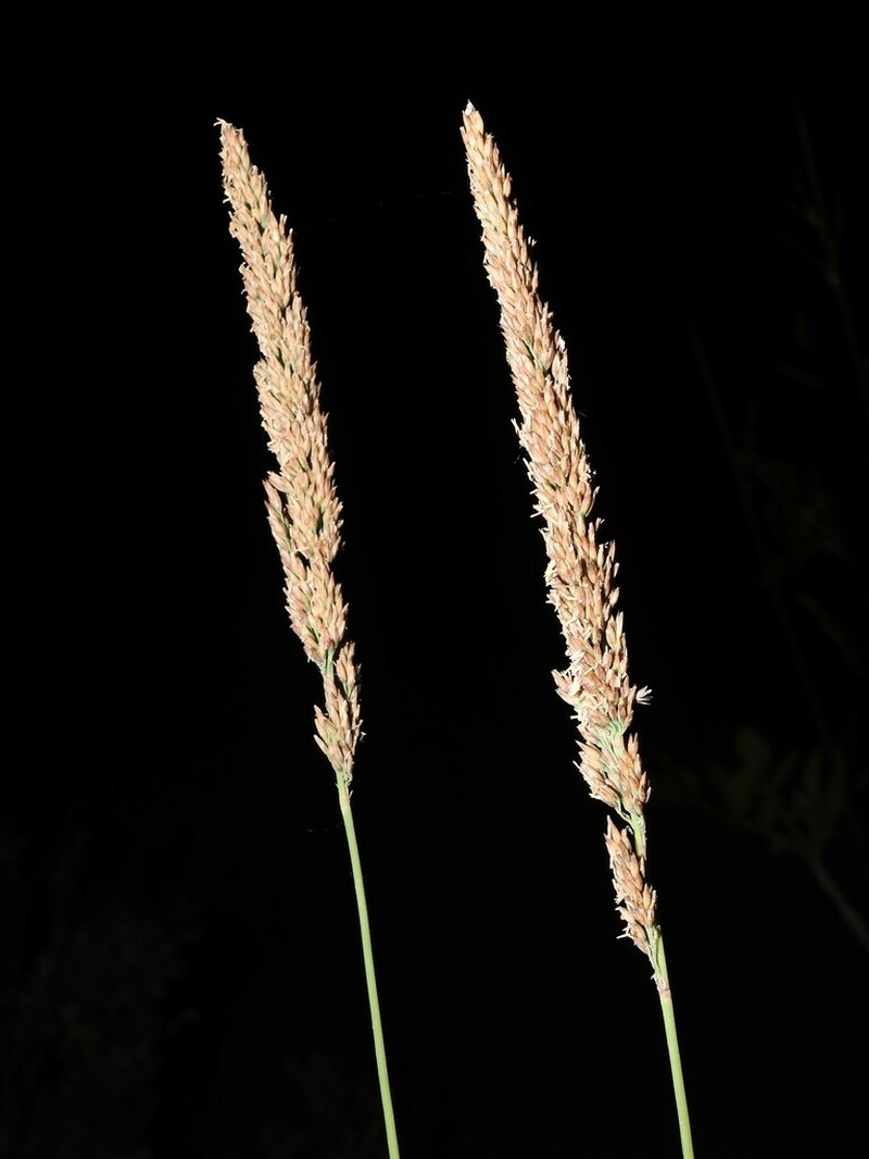 Calamagrostis inexpansa photo 2