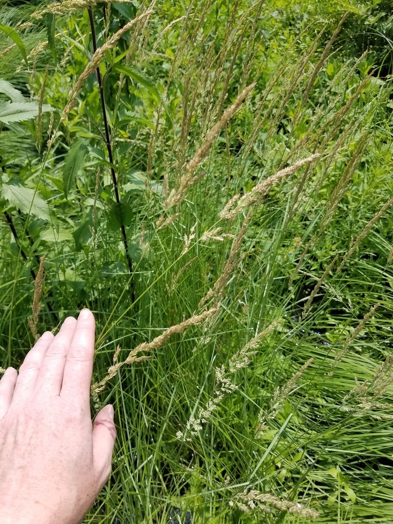Calamagrostis inexpansa photo 4