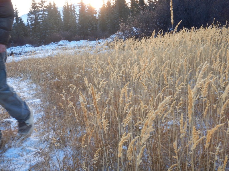 Calamagrostis inexpansa photo 5