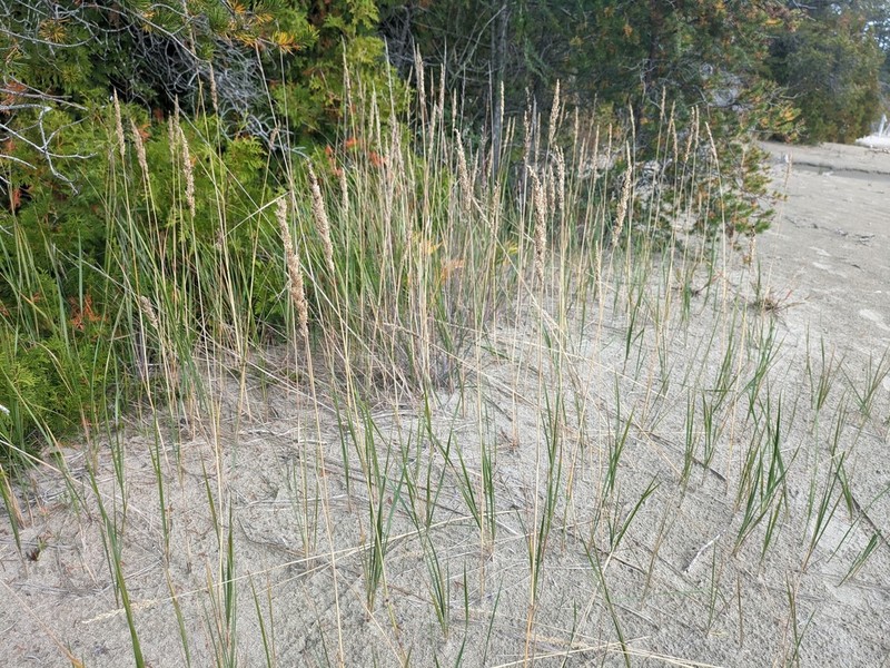 Calamagrostis inexpansa photo 6