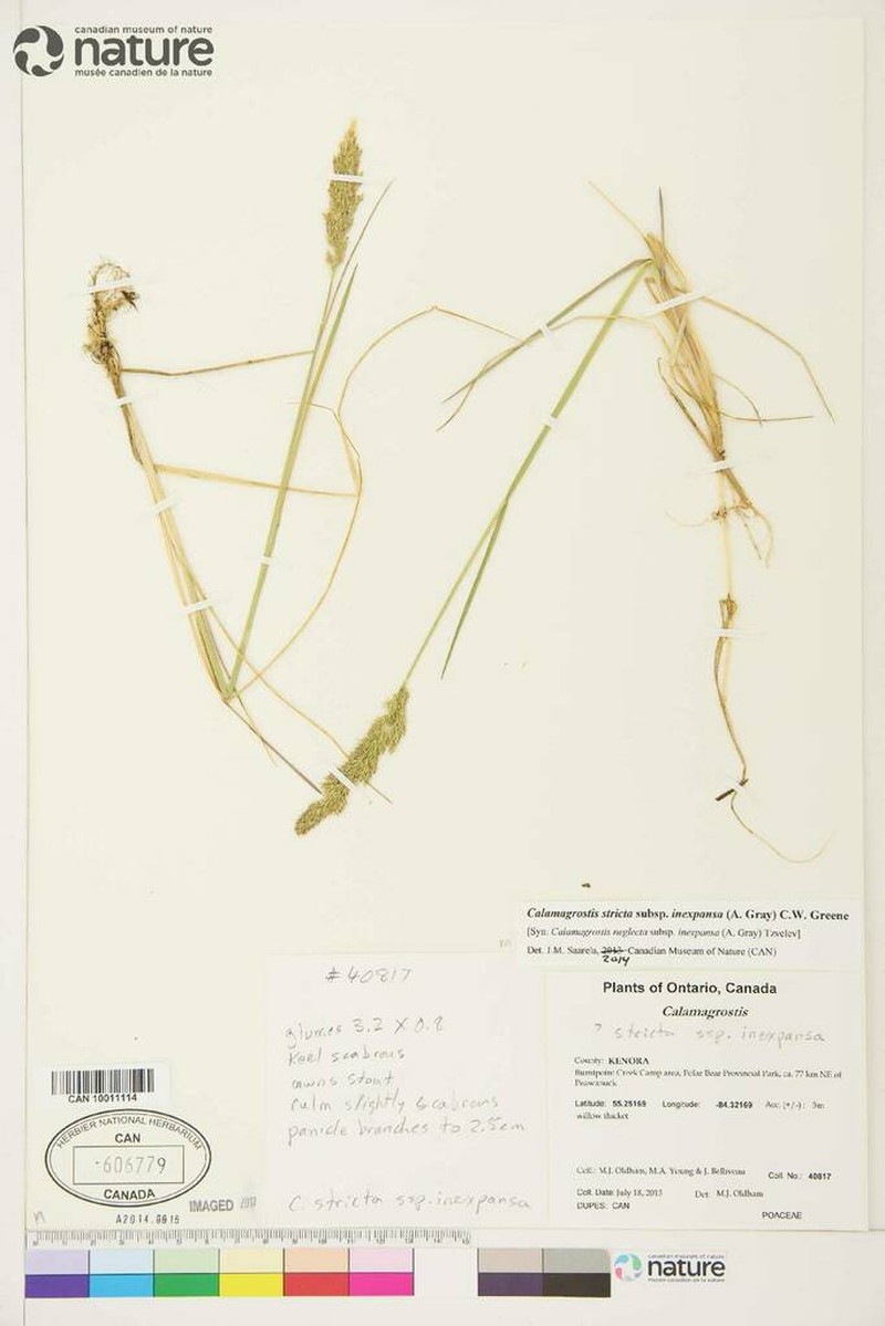 Calamagrostis inexpansa photo 7