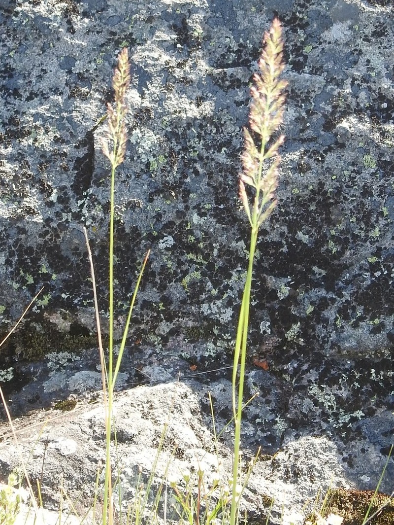 Calamagrostis inexpansa photo 8