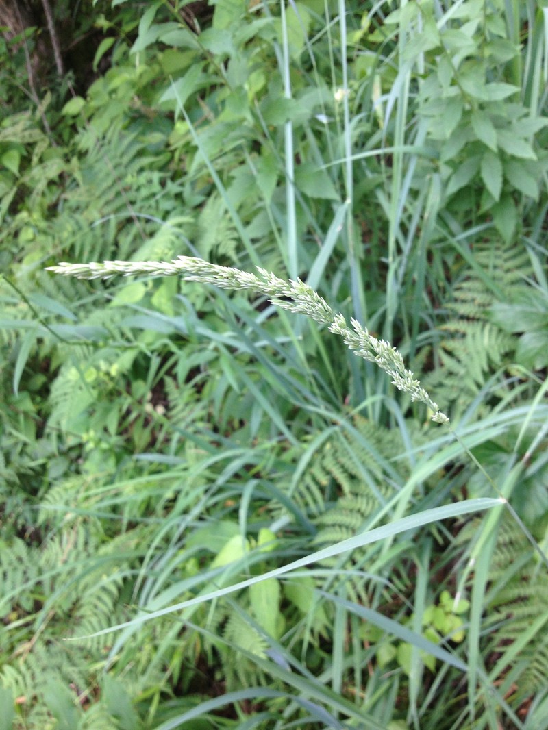 Calamagrostis insperata photo 2