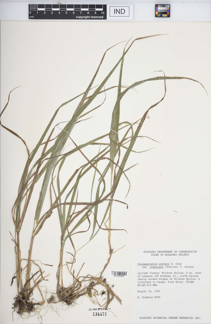 Calamagrostis insperata photo 3