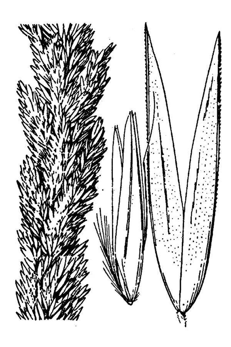 Fire Reedgrass photo 2