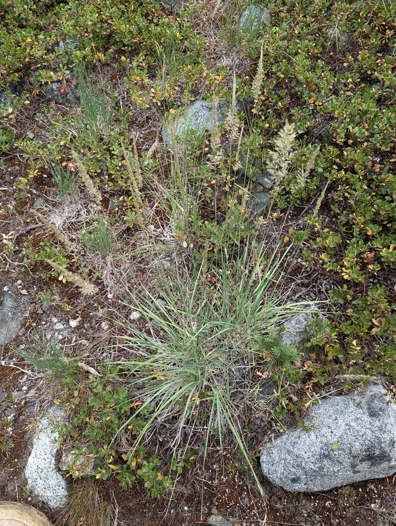 Fire Reedgrass photo 3