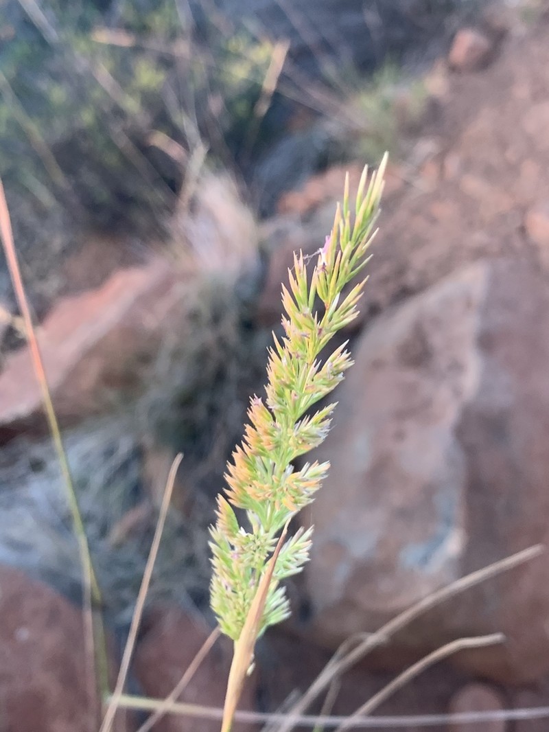 Fire Reedgrass photo 4