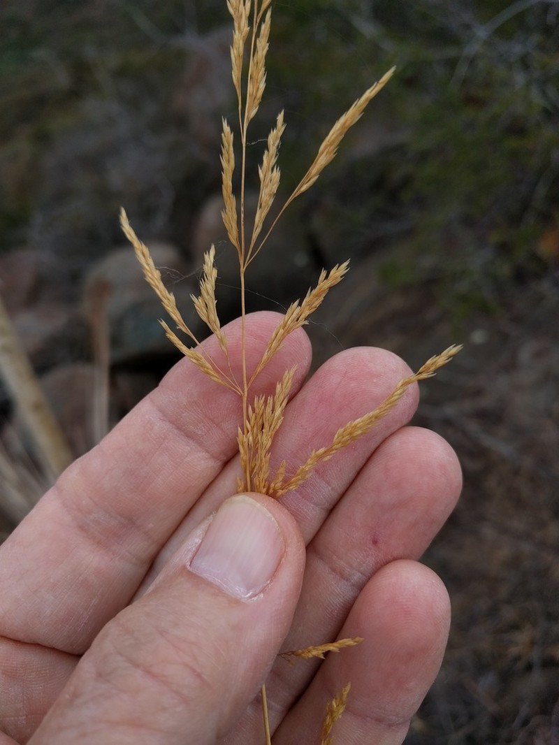 Fire Reedgrass photo 5