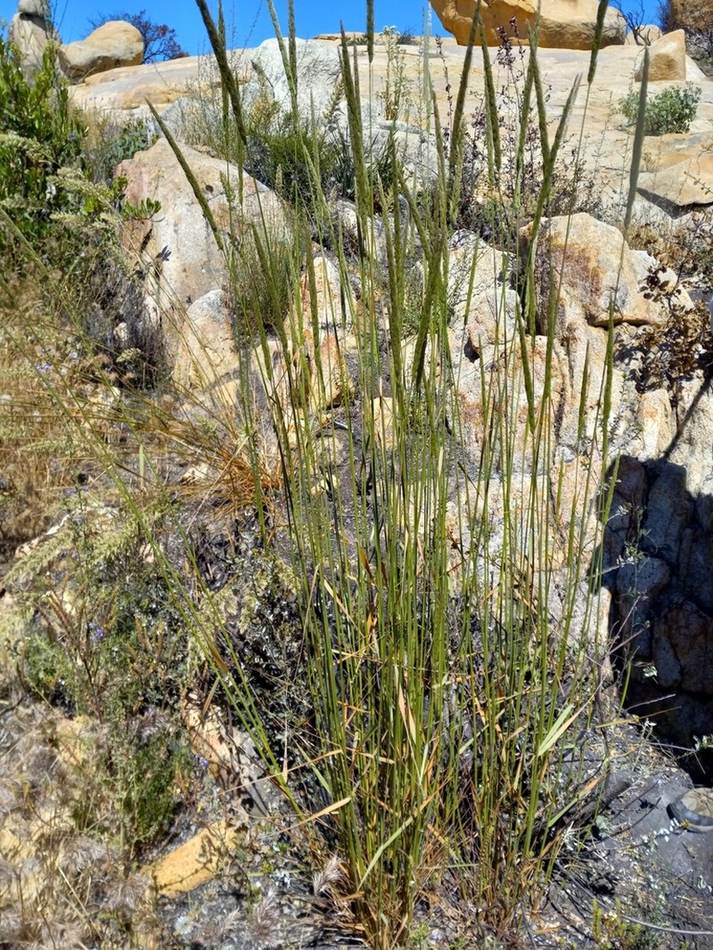 Fire Reedgrass photo 6