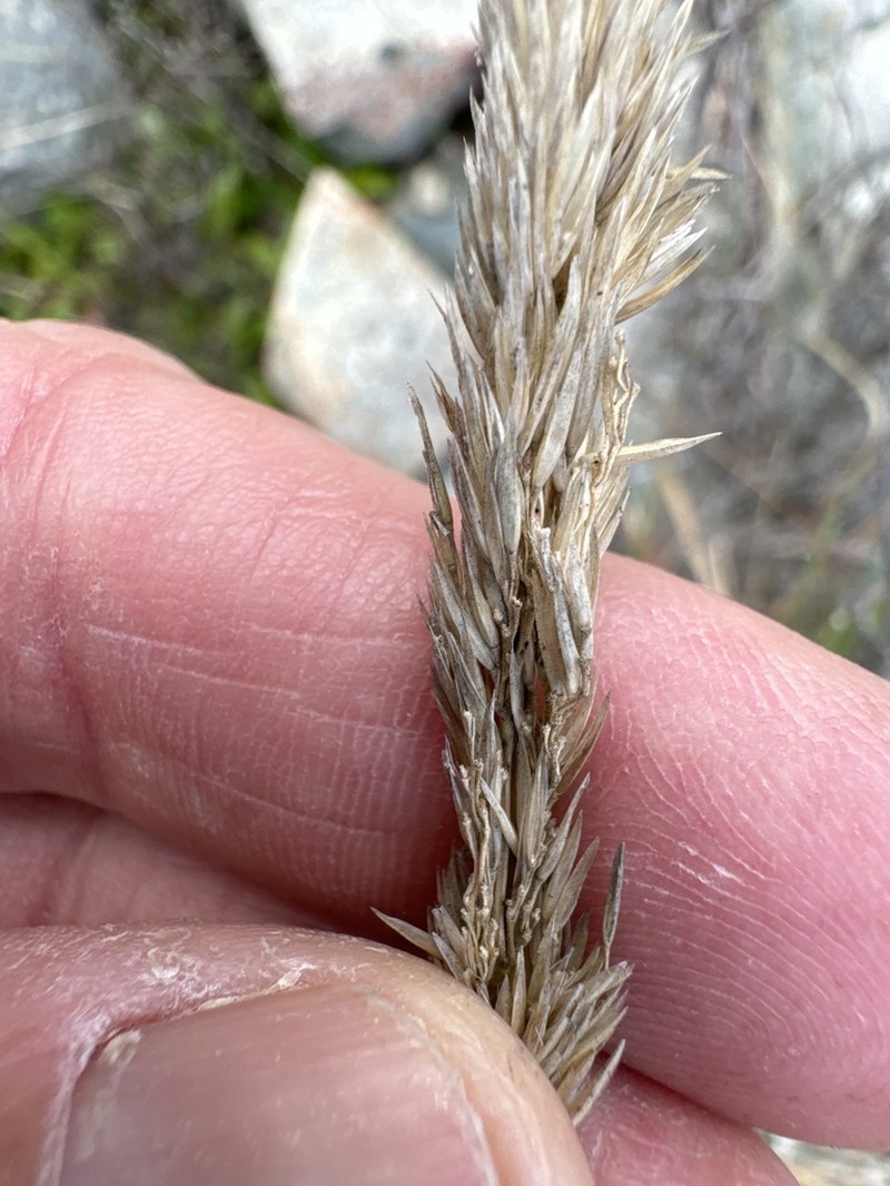 Fire Reedgrass photo 7