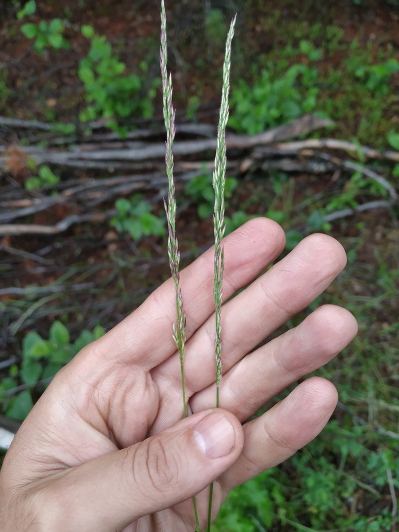 Lapland Reedgrass photo 2