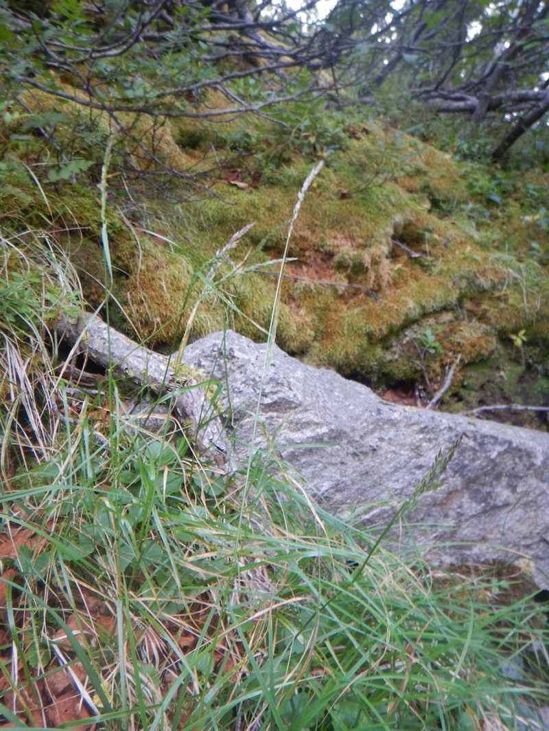Lapland Reedgrass photo 3